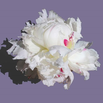 Framed Breathless 20 Print