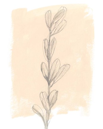 Framed Branch on Blush II Print