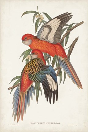 Framed Tropical Parrots I Print