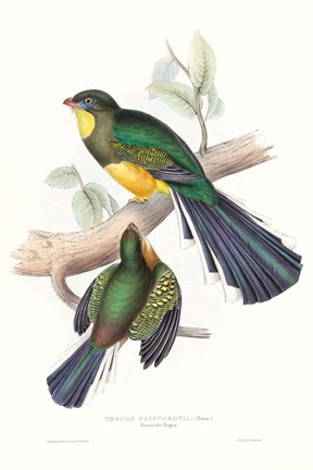 Framed Tropical Trogons I Print