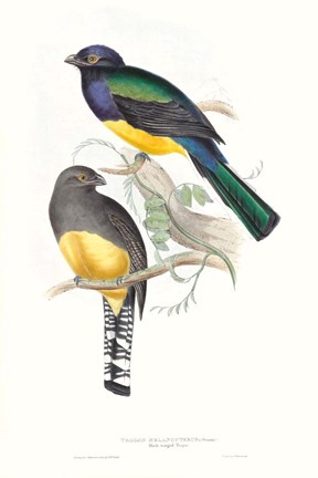 Framed Tropical Trogons II Print
