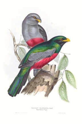Framed Tropical Trogons III Print