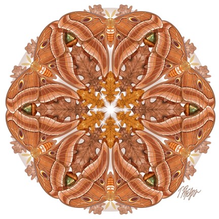 Framed Oak Silk Moth Mandala Print