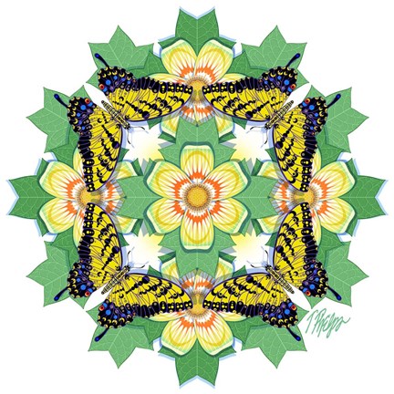 Framed Tulip Poplar Tiger Swallowtail Mandala Print
