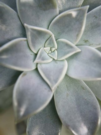 Framed Hanging Garden Succulent I Print