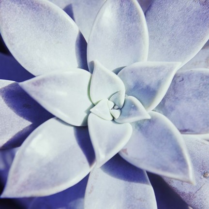 Framed Ultra Violet I Print