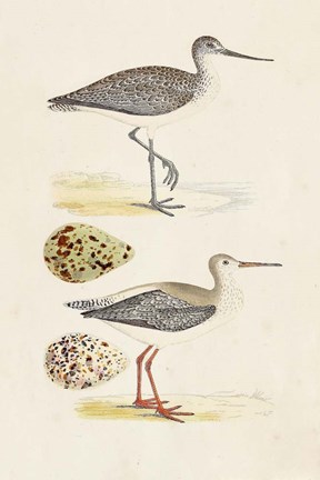 Framed Sandpipers &amp; Eggs I Print
