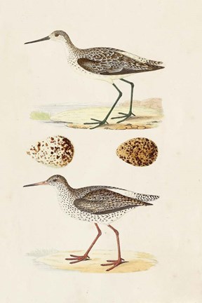 Framed Sandpipers &amp; Eggs II Print