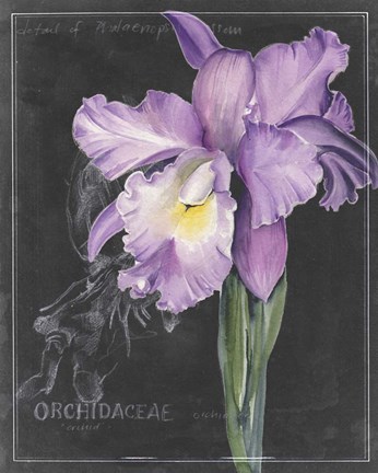 Framed Chalkboard Flower II Print