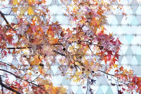 Framed Autumn Leaves 2 Print