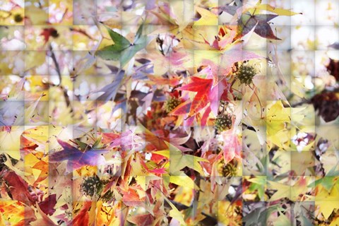Framed Autumn Leaves 3 Print