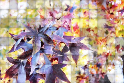 Framed Autumn Leaves 4 Print