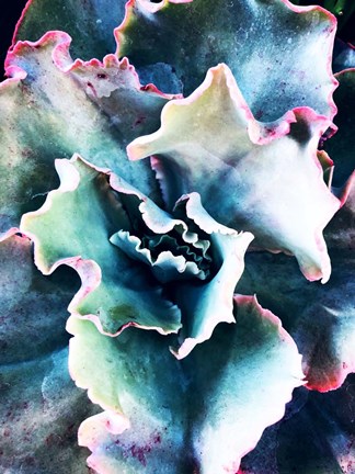 Framed Pink Blue Succulent 1 Print
