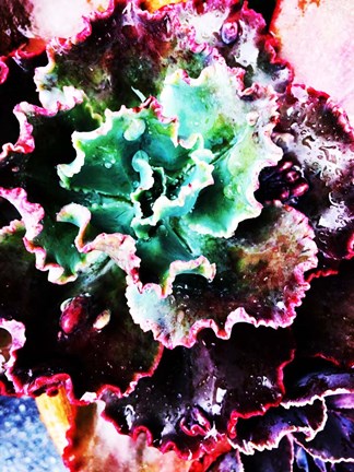 Framed Exotic Succulent Plant Print