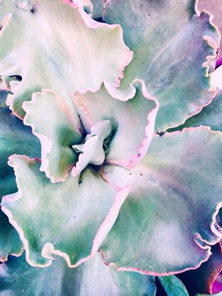 Framed Tropical Pink Blue Succulent Print