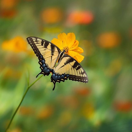 Framed Butterfly Portrait I Print