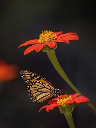 Framed Butterfly Portrait X Print