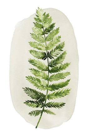 Framed Spot Fern II Print