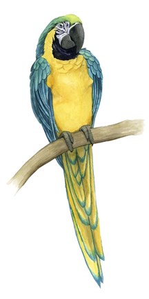Framed Teal Macaw II Print