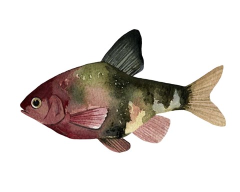 Framed Rainbow Fish IV Print