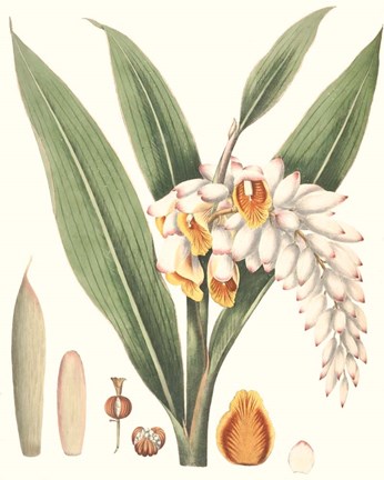 Framed Soft Tropical I Print