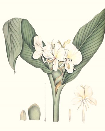 Framed Soft Tropical V Print