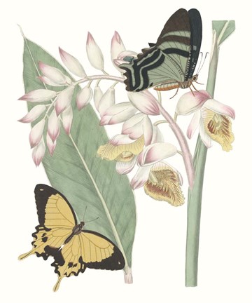 Framed Les Papillons I Print