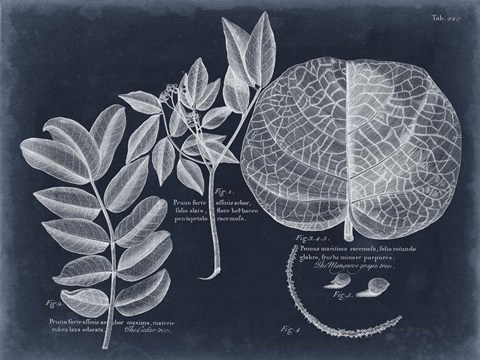 Framed Foliage on Navy I Print