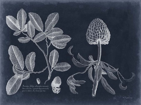 Framed Foliage on Navy II Print
