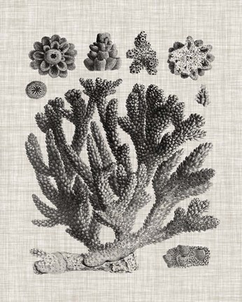 Framed Coral Specimen IV Print
