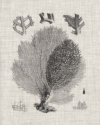 Framed Coral Specimen VI Print