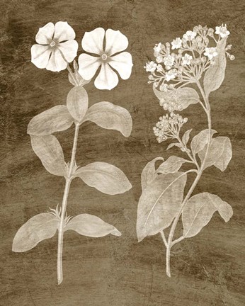 Framed Botanical in Taupe IV Print