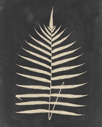Framed Linen Fern III Print