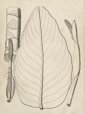 Framed Distinctive Leaves III Print