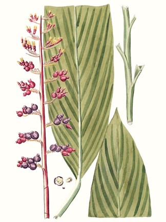 Framed Leaves of the Tropics III Print