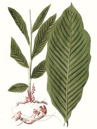 Framed Leaves of the Tropics IV Print