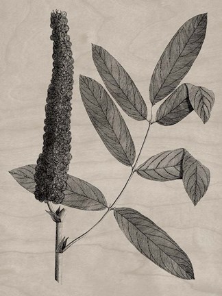 Framed Eloquent Leaves I Print