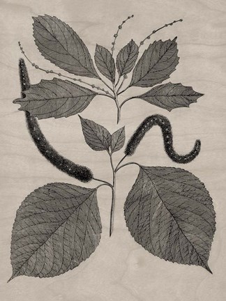 Framed Eloquent Leaves II Print