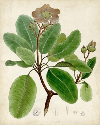 Framed Verdant Foliage VI Print