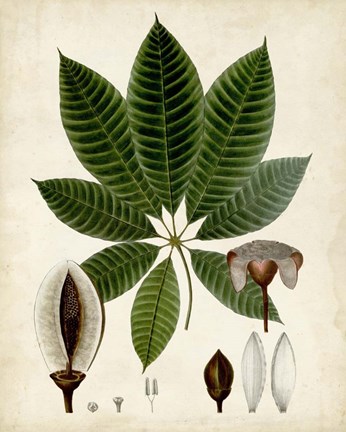 Framed Verdant Foliage VII Print