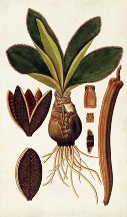 Framed Leaf Varieties V Print