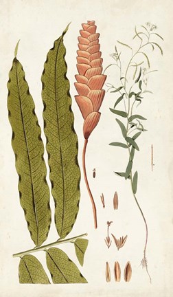 Framed Leaf Varieties VII Print