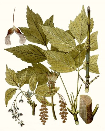 Framed Maple Leaves I Print