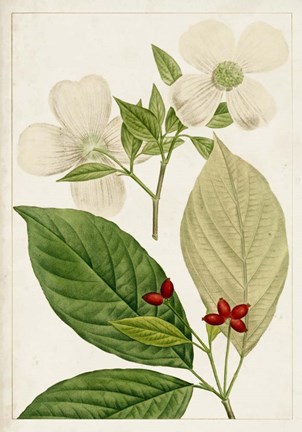 Framed Antique Flowering Trees III Print