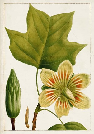 Framed Antique Flowering Trees IV Print