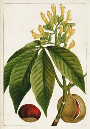 Framed Antique Flowering Trees VI Print