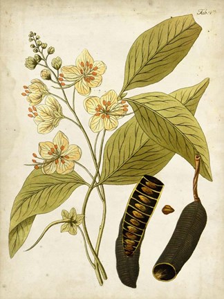 Framed Horticultural Specimen II Print