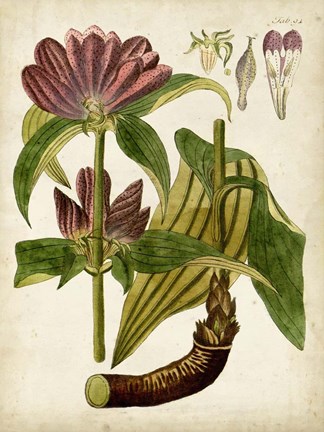 Framed Horticultural Specimen IV Print