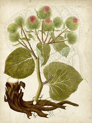 Framed Horticultural Specimen V Print