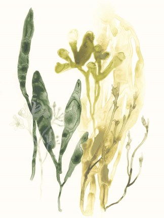 Framed Kelp Collection VI Print